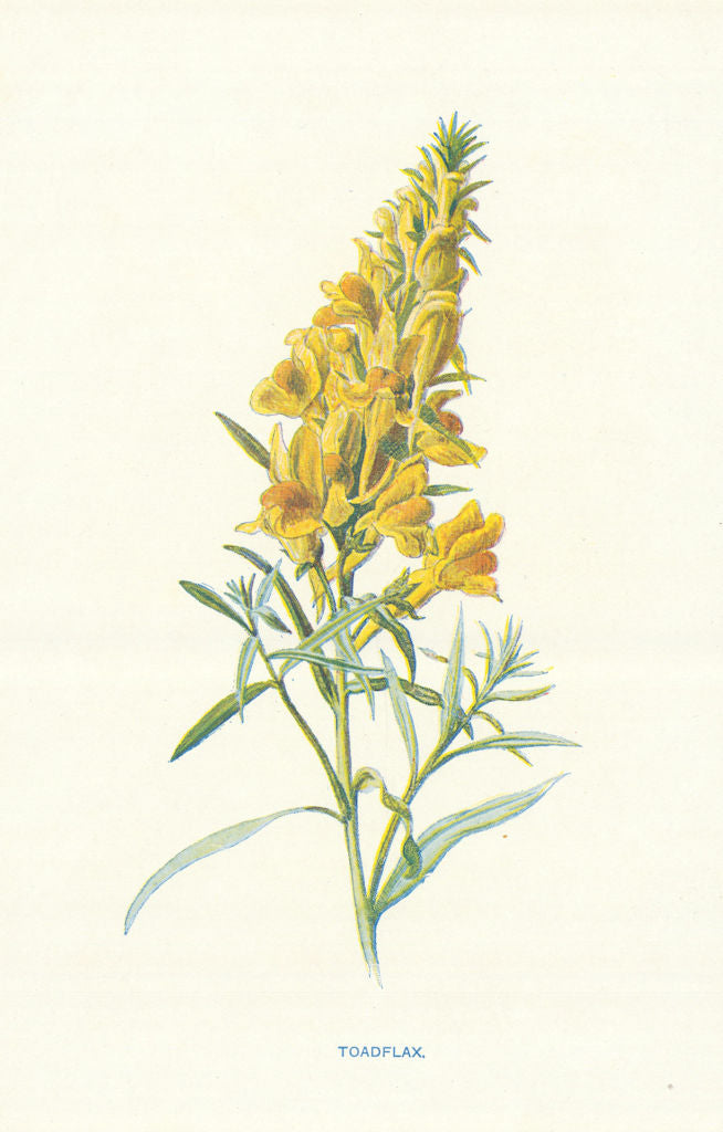 Toad-Flax. Wild Flowers by Frederick Edward Hulme c1895 old antique print